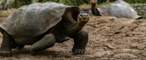 Galapagos giant tortoise staring at camera Ecuador