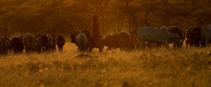 herd of cows at sunset Kenya Africa