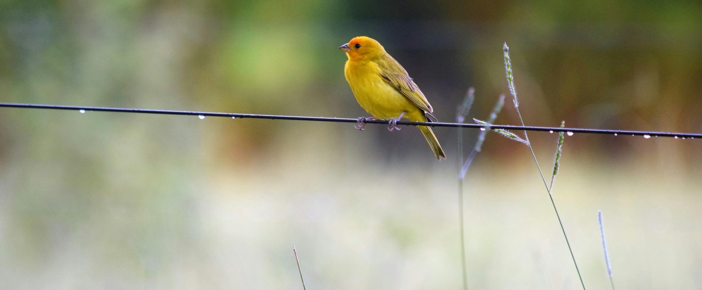 saffron finch perched on wire Goias Brazil