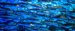 small fishes in the ocean
