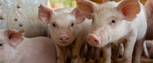 two piglets staring at camera indoors