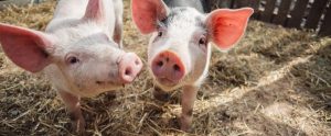 two young pigs in outdoor pen staring at camera