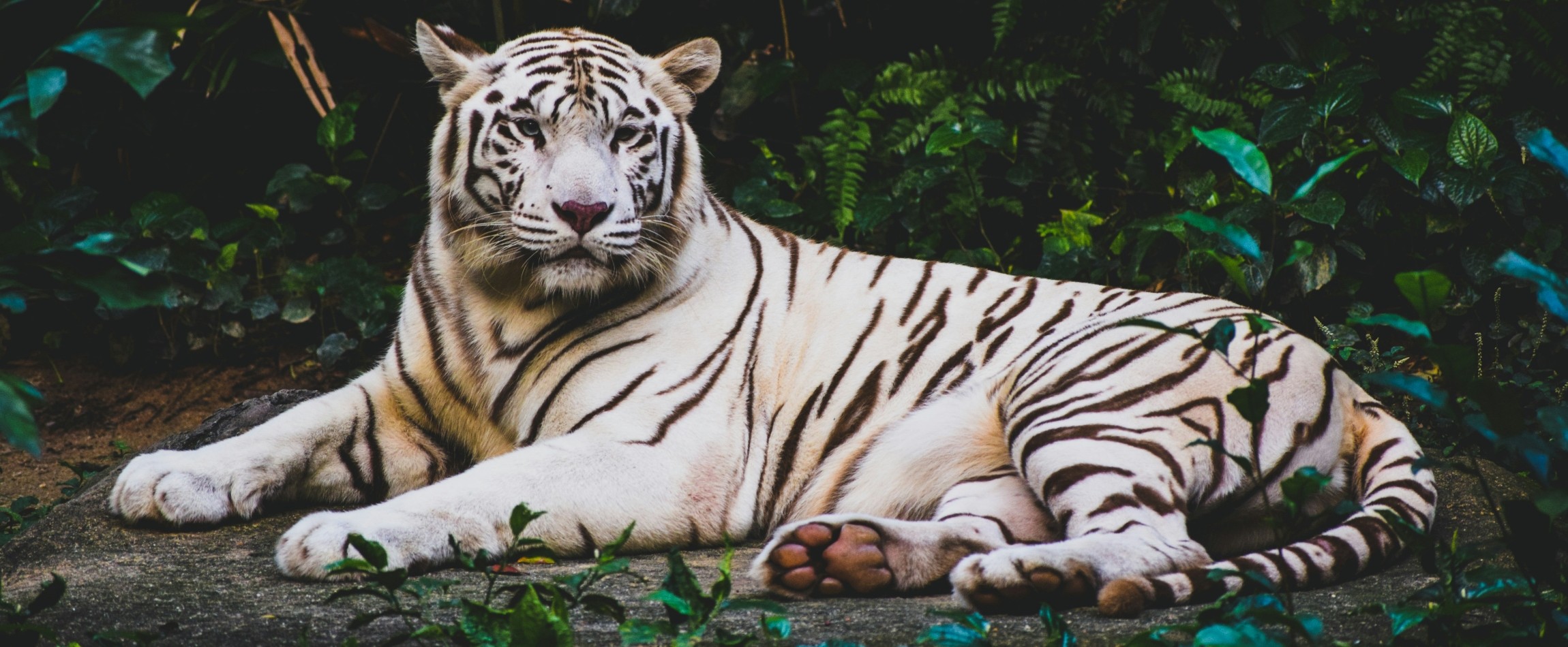 white Bengal tiger lying down