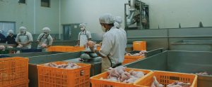 workers handling chicken poultry processing plant