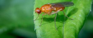 close-up of fruit fly on leaf