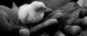 close-up of hands holding chick with eyes closed black and white