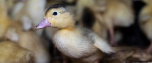duckling staring at camera foie gras production France