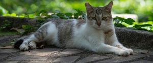 ear-tipped brown-and-white cat lying on paving stones Minas Gerais Brazil