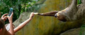 person feeding sloth zoo Chon Buri Thailand