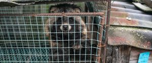 raccoon dog staring out of cage fur farm Poland