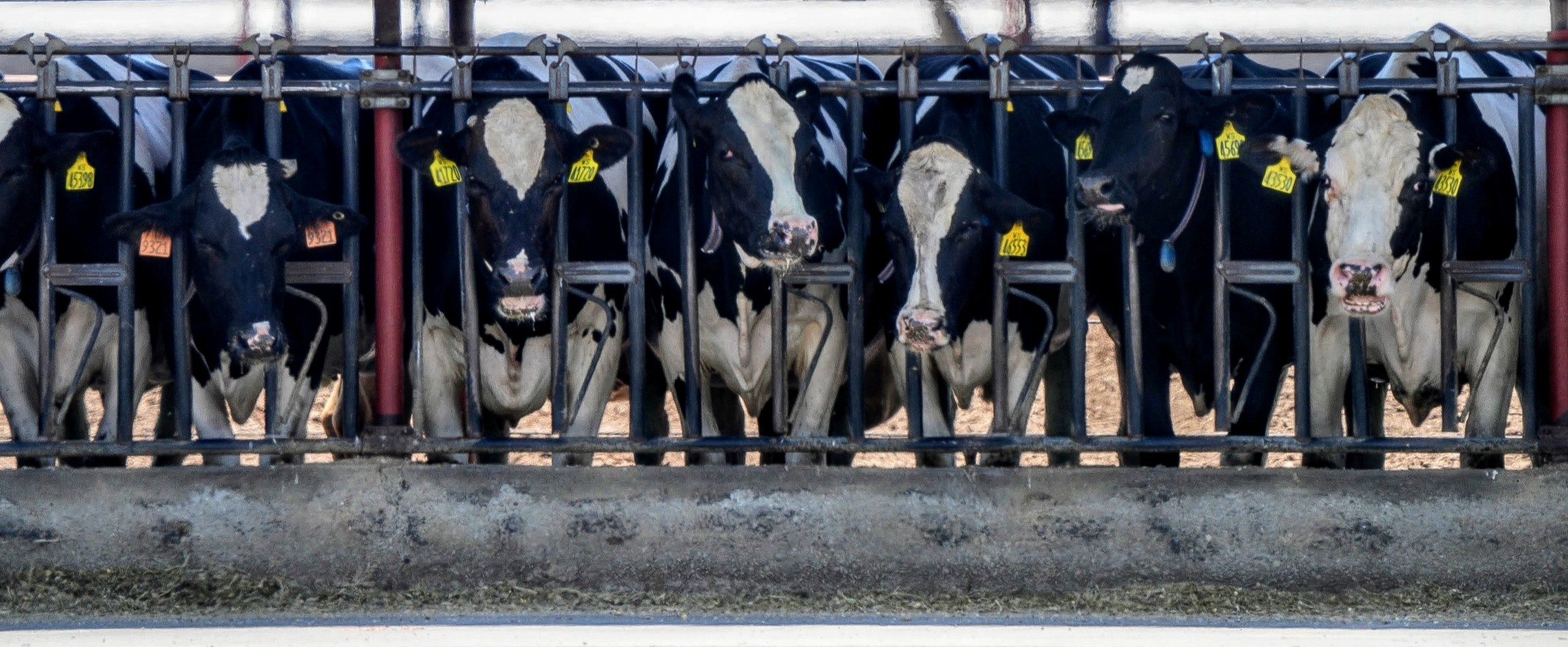 row of black-and-white cows sticking heads through feeder bars