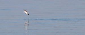 salmon jumping out of water