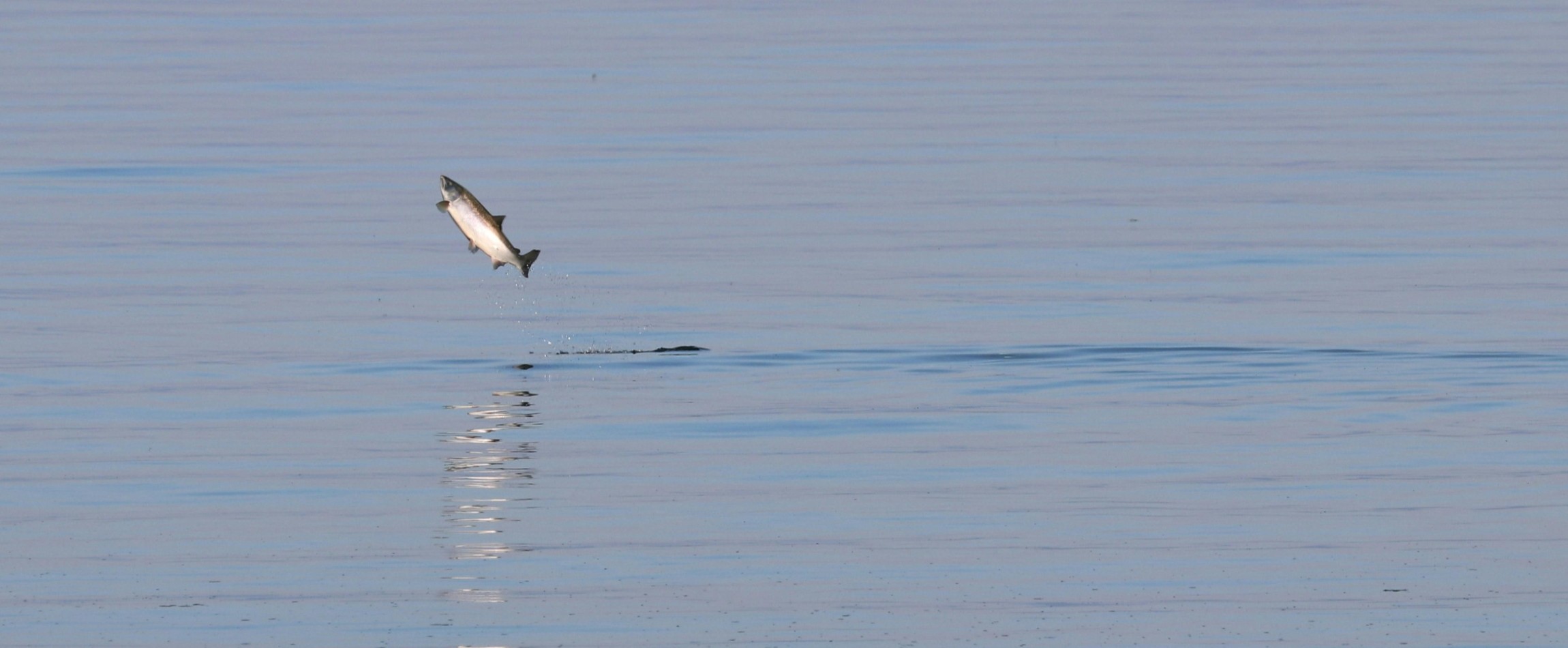 salmon jumping out of water