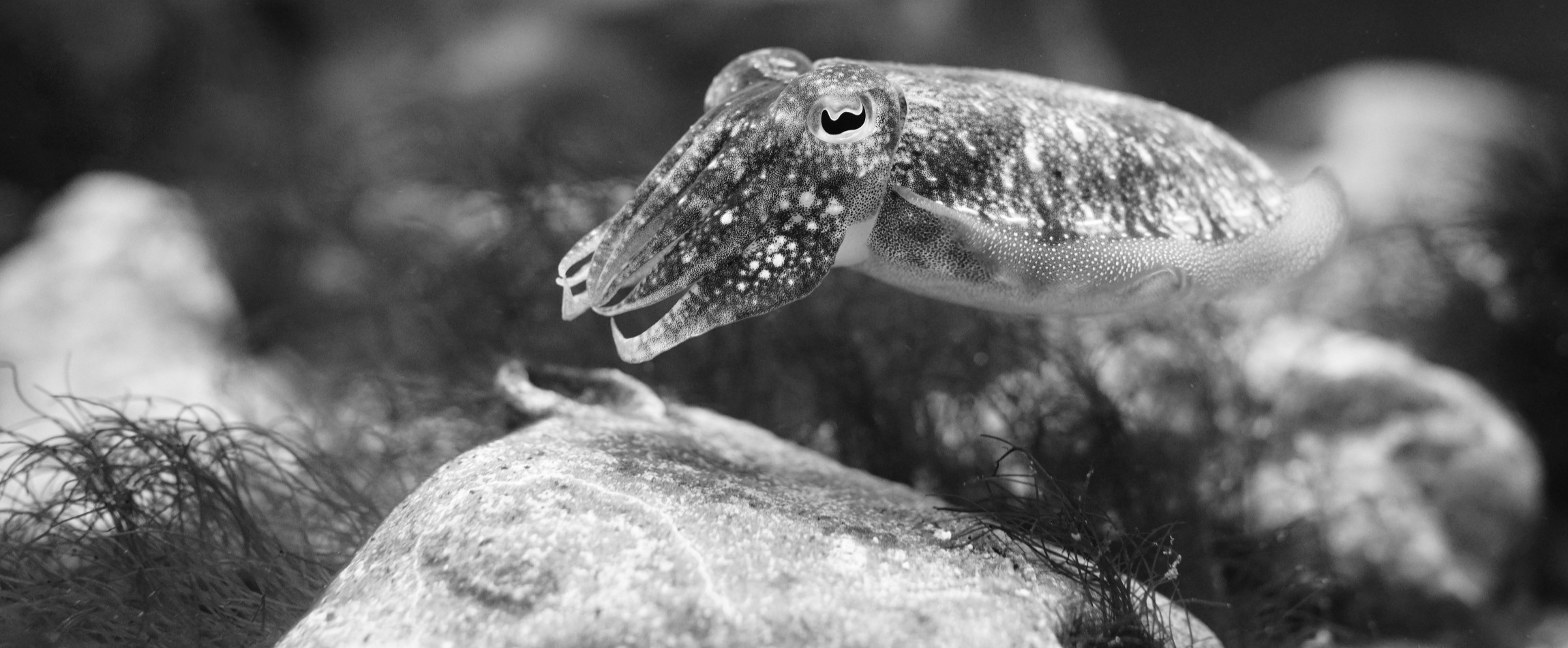 side view of cuttlefish swimming black and white