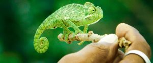 small green chameleon grasping stick held by hand