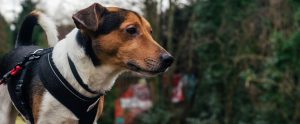 tricolour dog wearing harness on walk