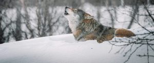 wolf lying down in snow howling