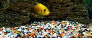 yellow fish peering out from cave home aquarium