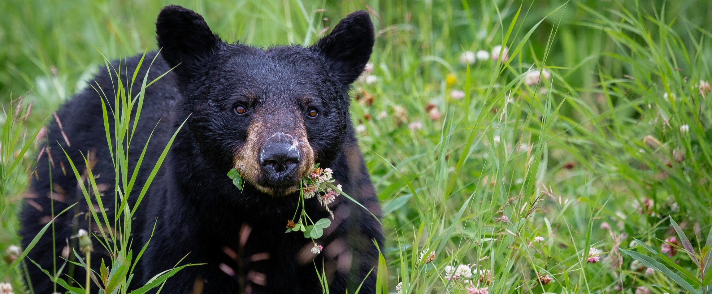 black bear in field eating clover British Columbia Canada