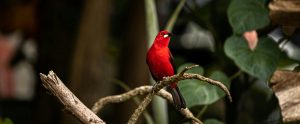 Brazilian tanager perched on branch