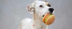 brown-and-white dog with plastic hamburger toy in mouth