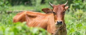 brown cow with horns standing in high vegetation