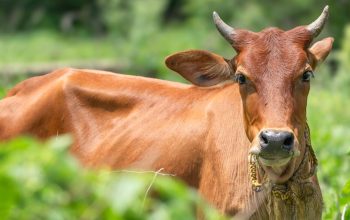 brown cow with horns standing in high vegetation