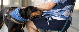 person sitting in chair petting black-and-tan service dog