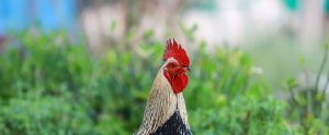 rooster outdoors Tamil Nadu India