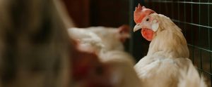 side view of white hen in dark indoor setting