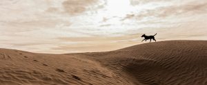 silhouette of dog running on sand Little Sahara National Recreation Area Utah