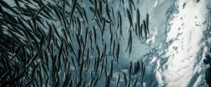 view of school of small silver fishes from below