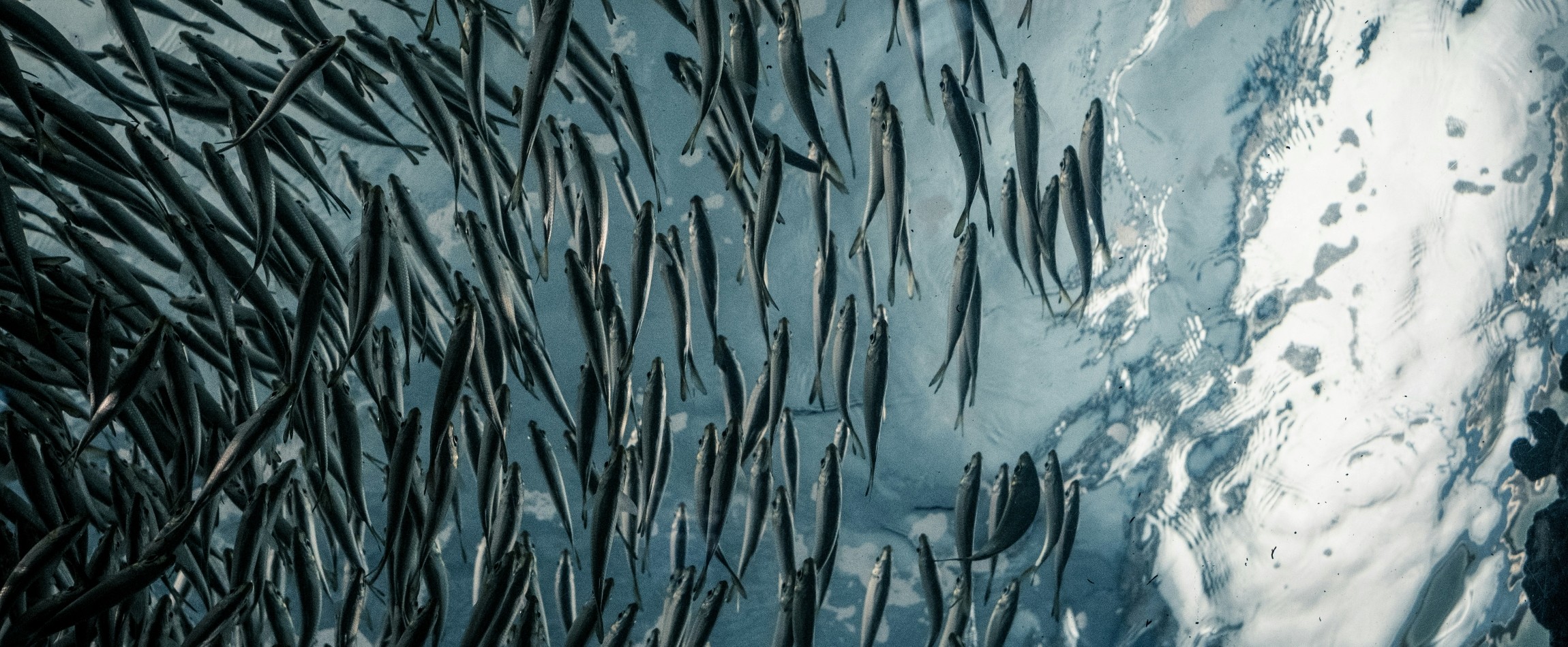view of school of small silver fishes from below