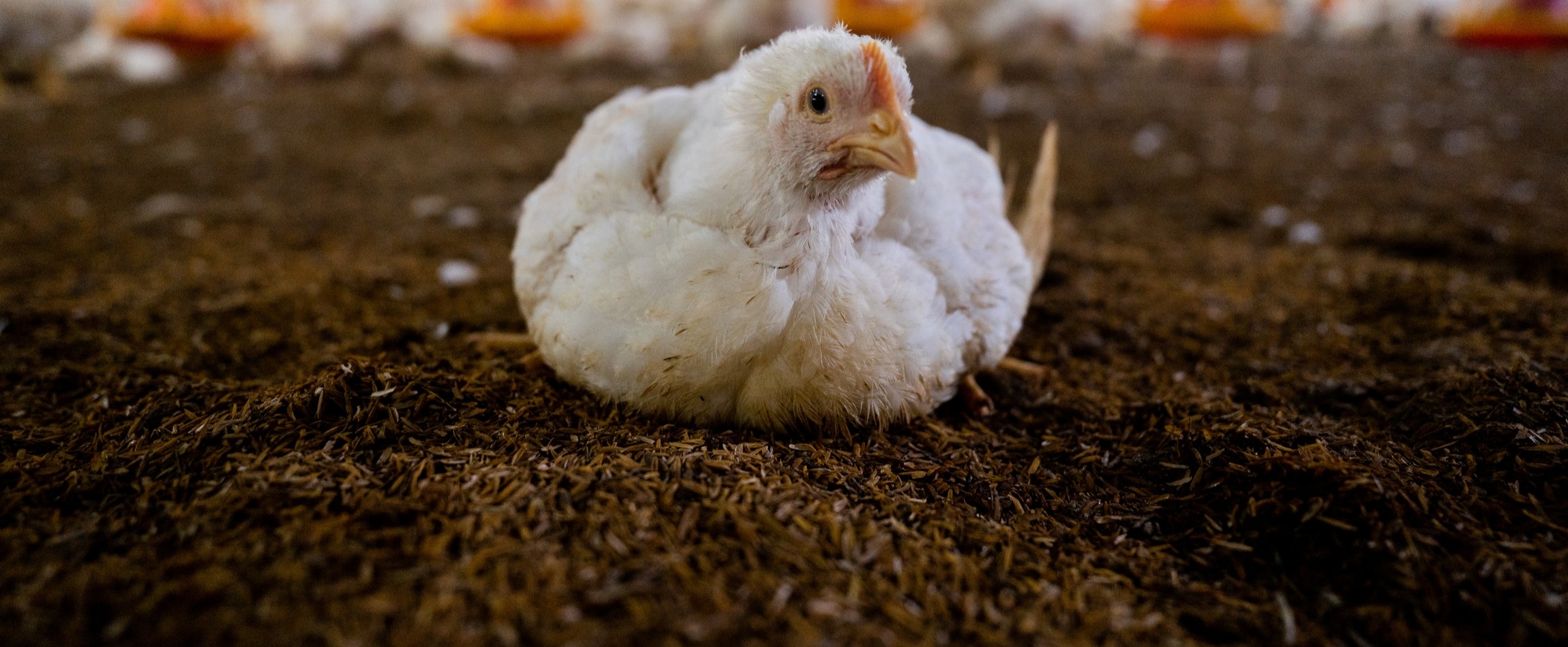 white broiler chicken sitting on litter