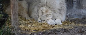 white lion sleeping on straw