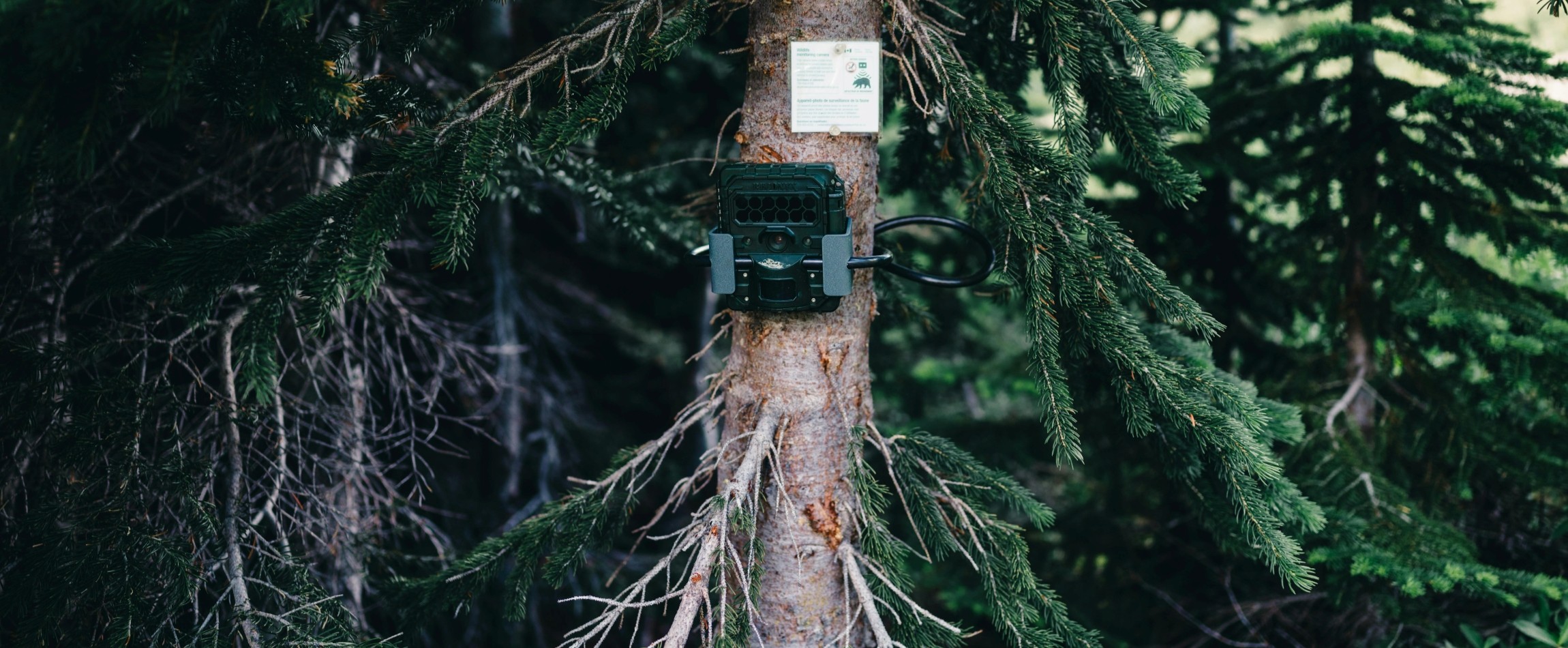 wildlife trail camera Jasper National Park Alberta Canada