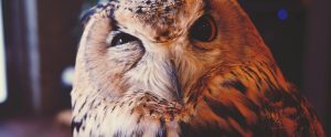 close-up of owl squinting one eye exotic animal cafe Osaka Japan