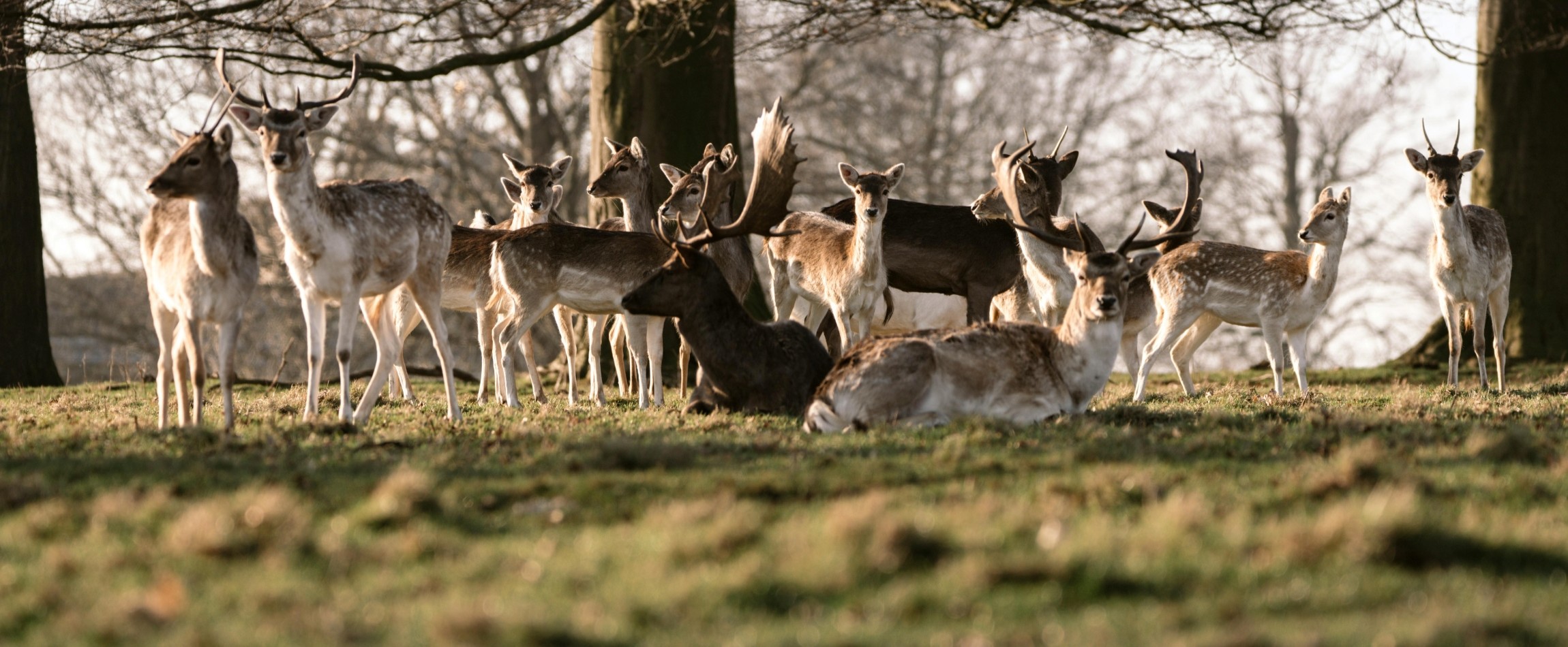 herd of fallow deer standing and lying down in forest