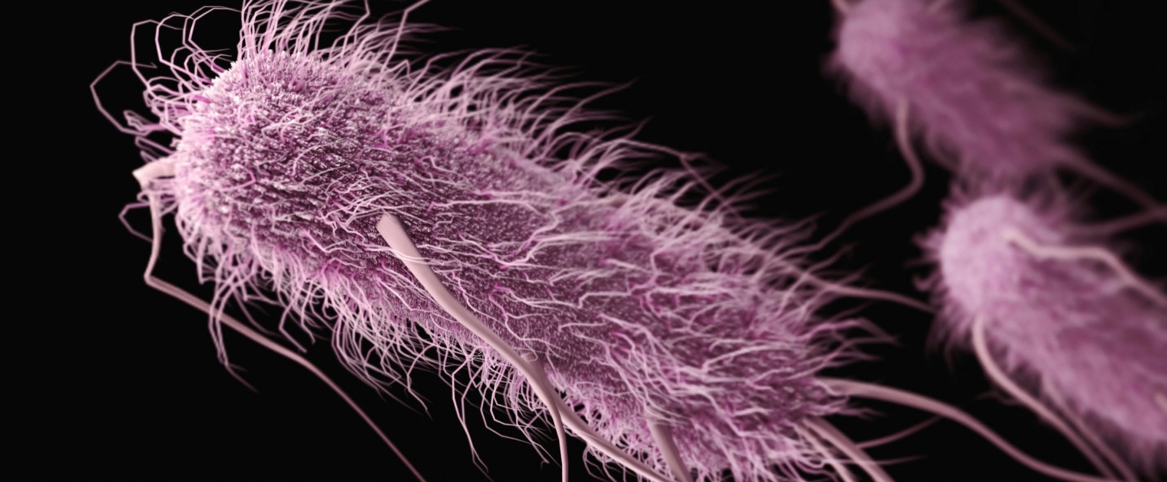 microscopic view of Escherichia coli