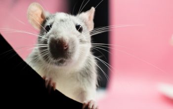 rat looking at camera