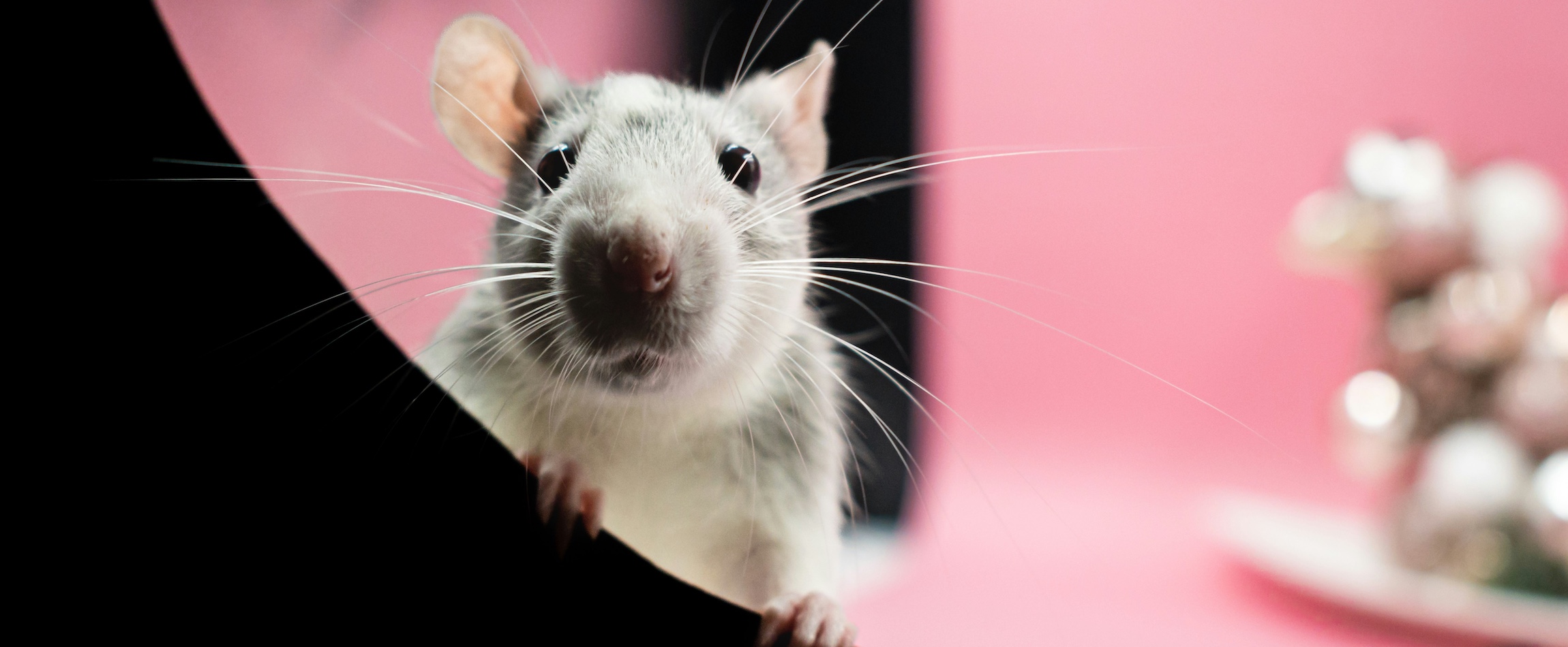 rat looking at camera