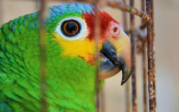red-lored amazon in rusty cage Campeche Mexico
