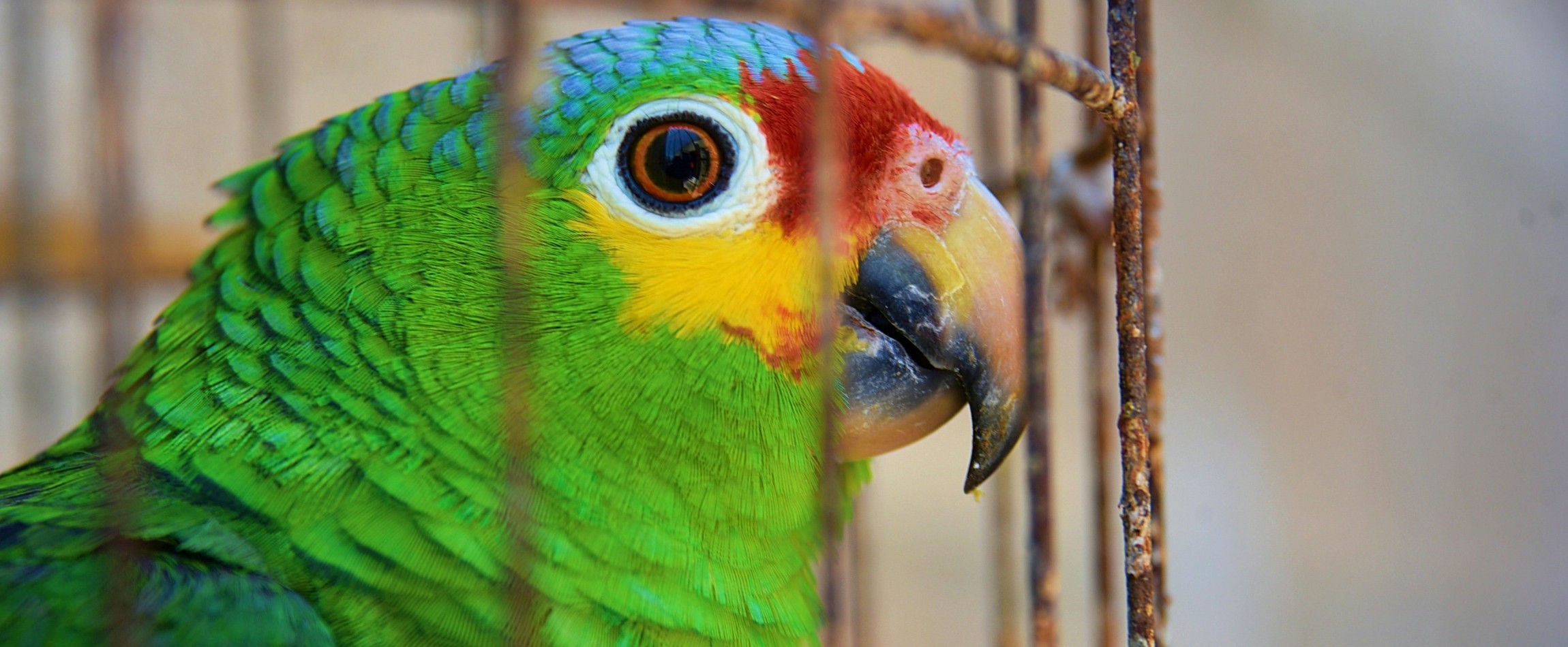 red-lored amazon in rusty cage Campeche Mexico