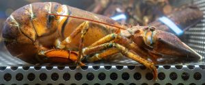 side view of lobster in tank with banded claws