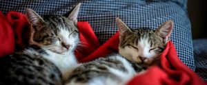 two white-and-tabby cats sleeping side by side