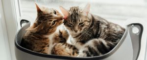brown tabby cat licking grey tabby cat in hanging window bed