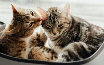 brown tabby cat licking grey tabby cat in hanging window bed
