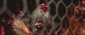 chickens behind fence dramatic