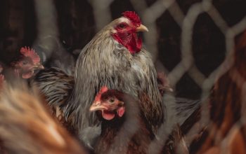 chickens behind fence dramatic