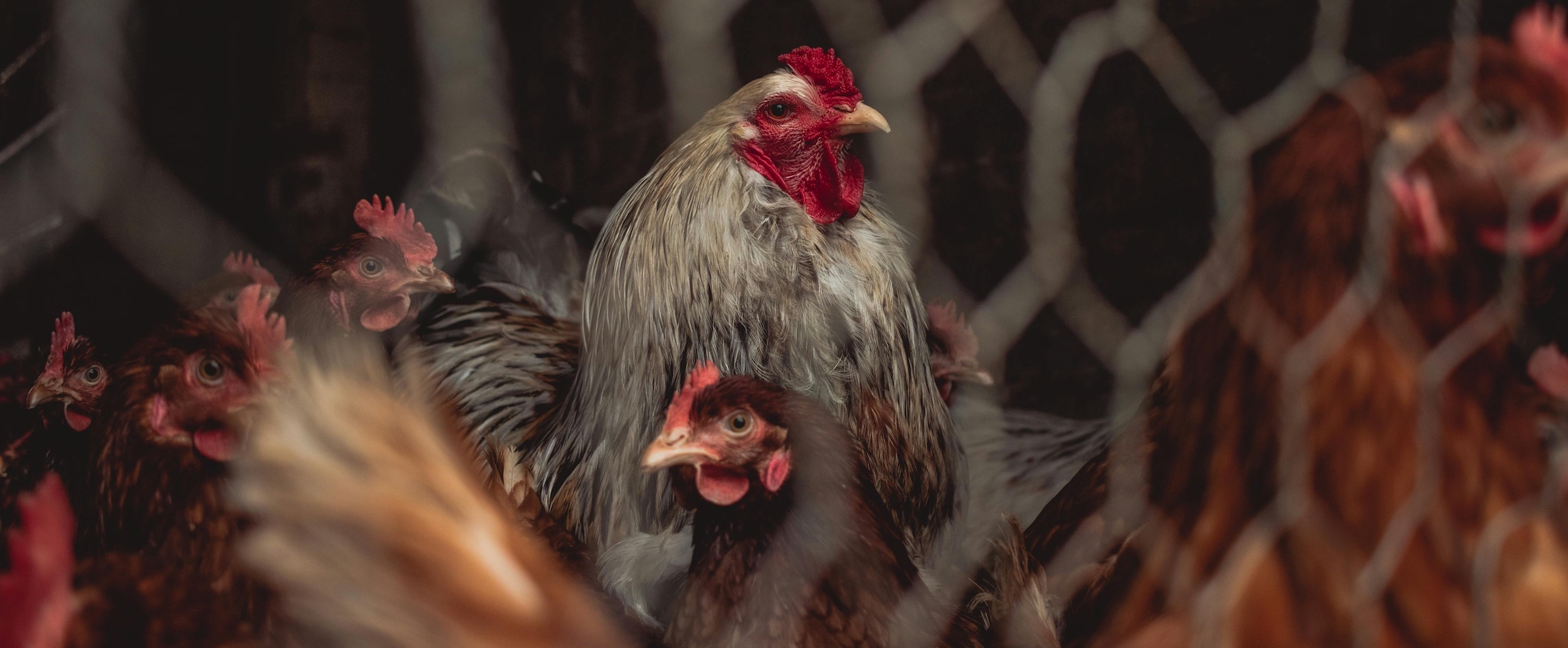 chickens behind fence dramatic